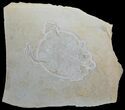 Amazing, Fossil Turtle (Eurysternum) - Solnhofen Limestone #115539-2